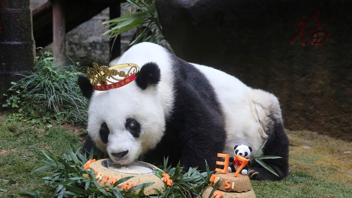 CHINA-PANDA/BIRTHDAY