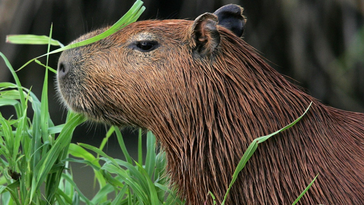 CAPYBARAS