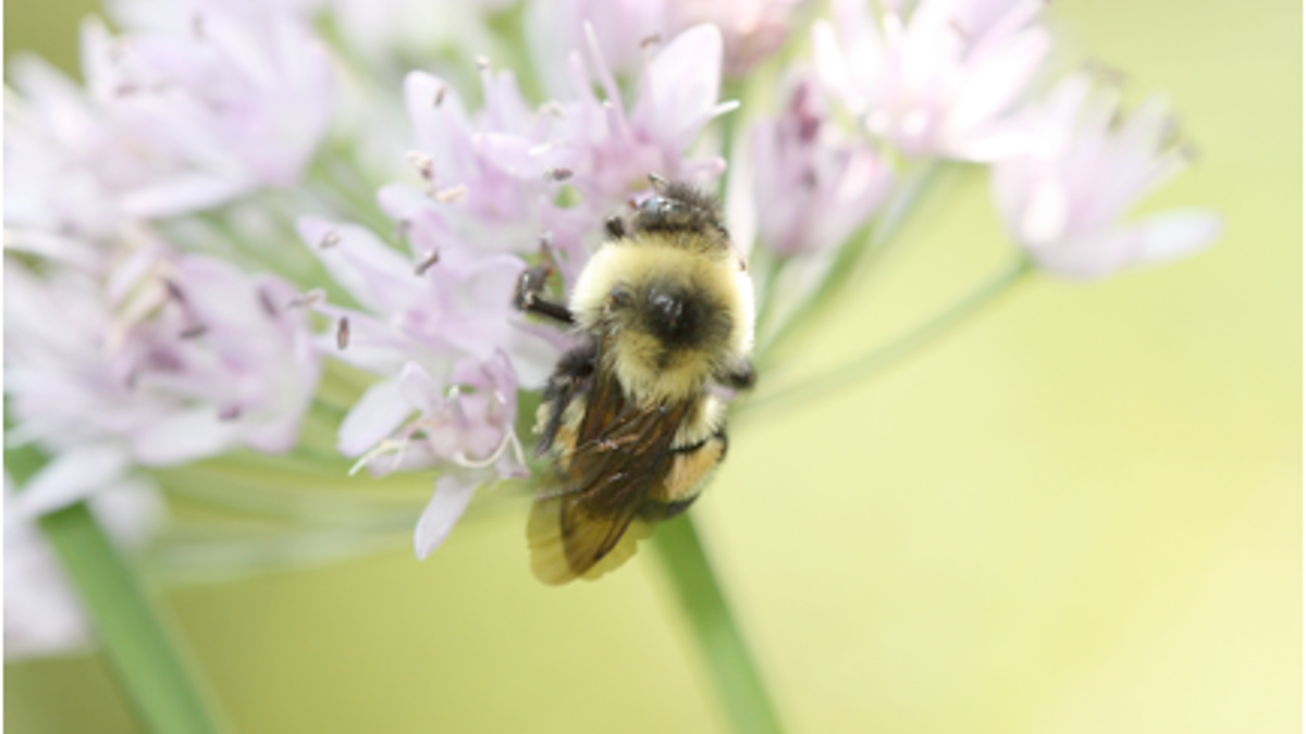 rusty patch bumble bee