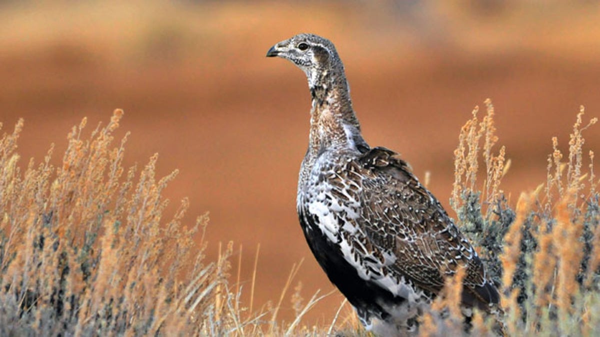 Congress-Sage Grouse