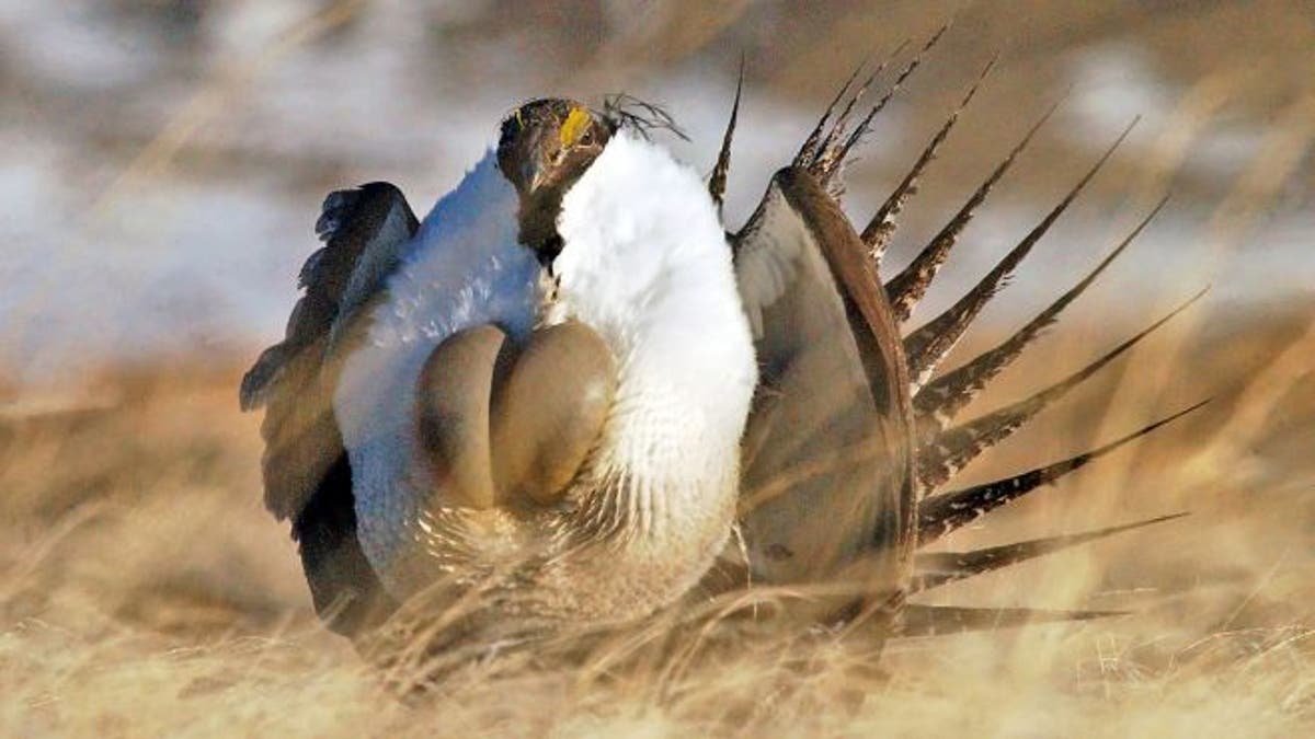 Kritikus menentang perlindungan federal untuk burung di pedesaan Barat