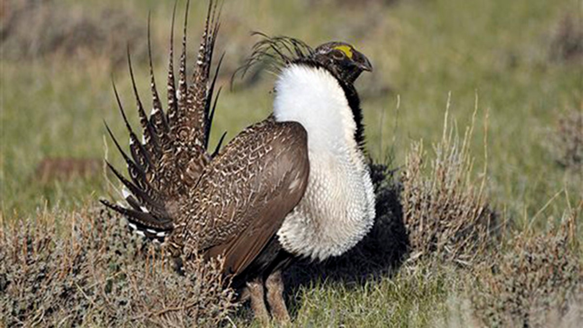 Bistate Sage Grouse Not Listed