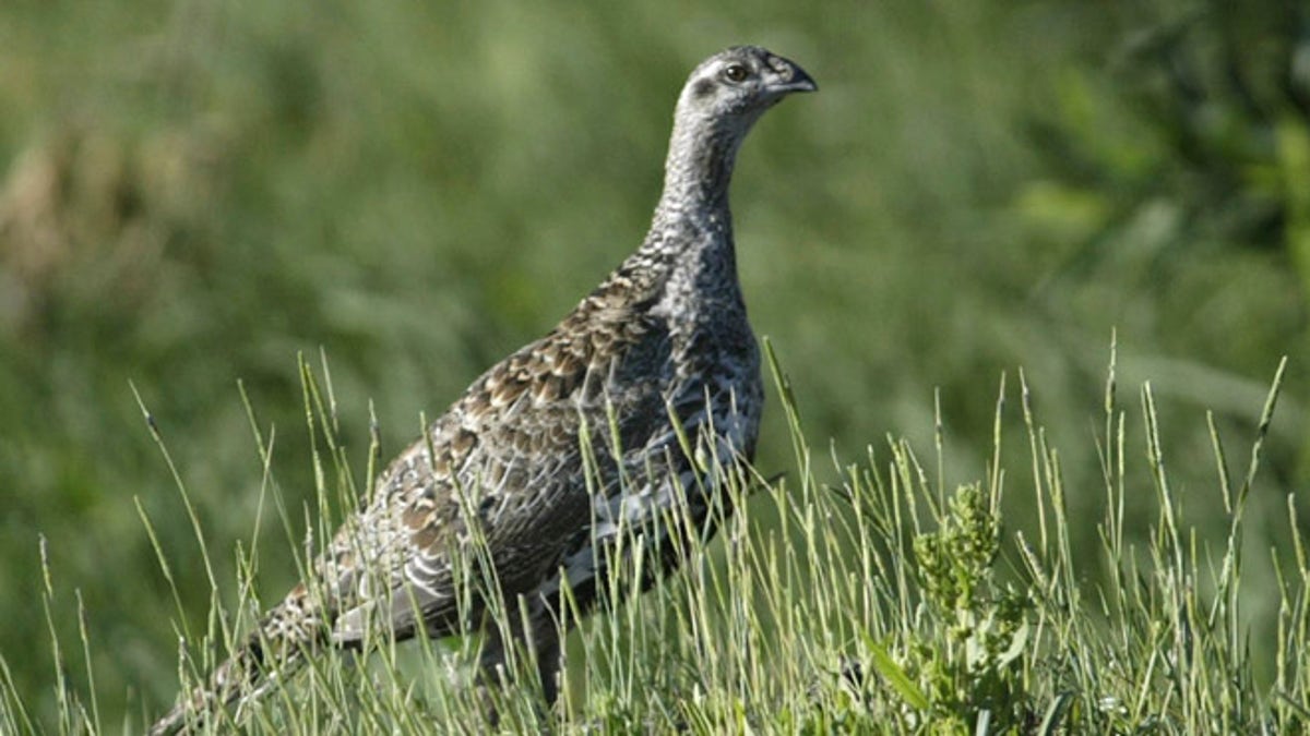 Sage Grouse Interior