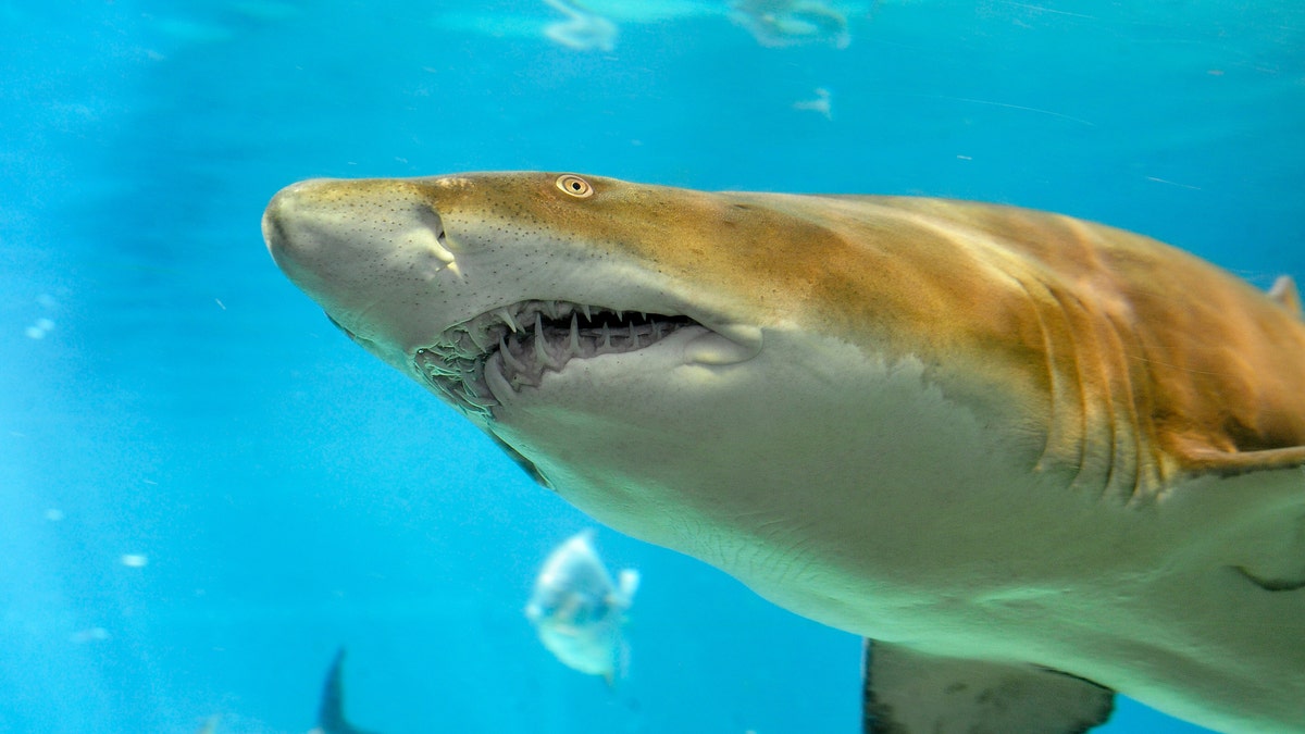 Sand Tiger Shark