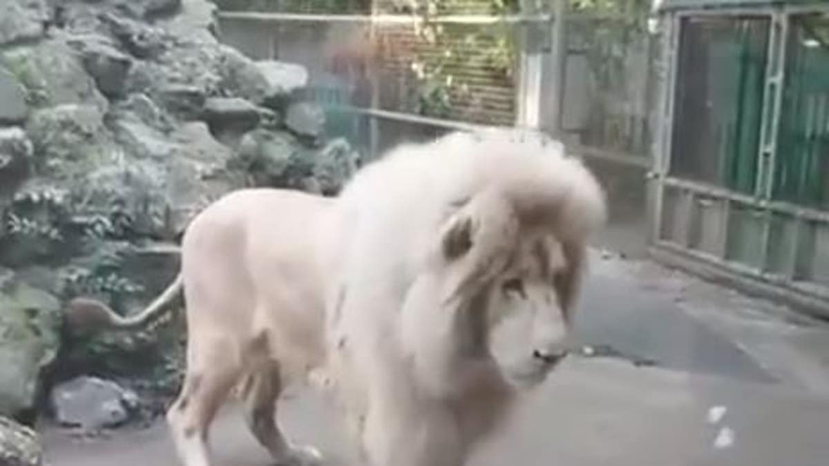 scared lion