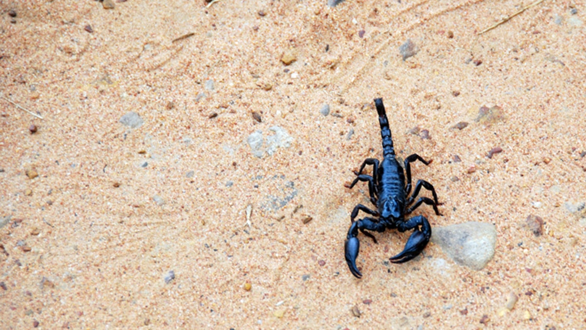 Scorpions Are Ancient, but Some Species Are New to Science - The New York  Times