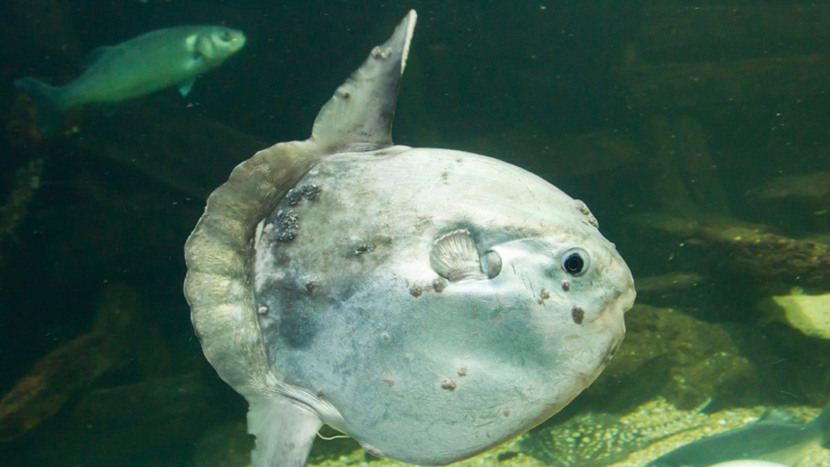 Ocean sunfish (Mola mola) in captivity