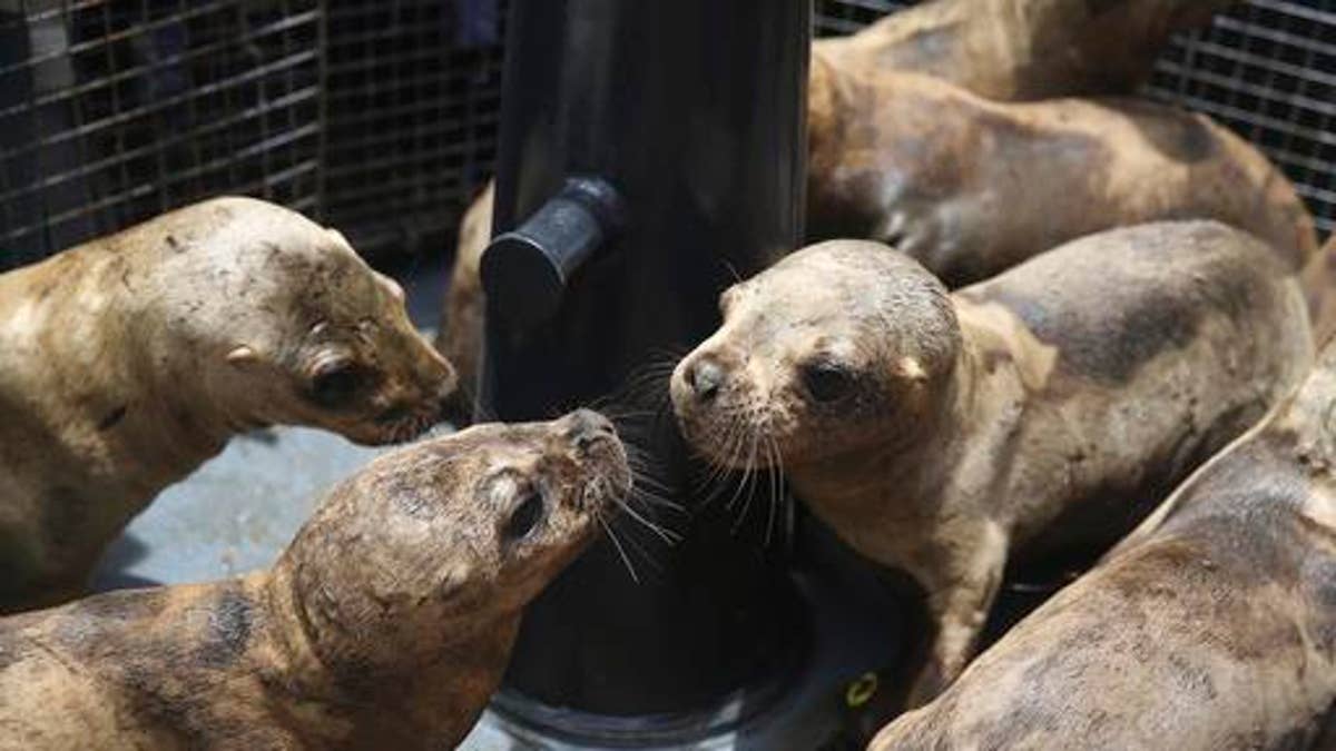 Peru Sea Lion Release