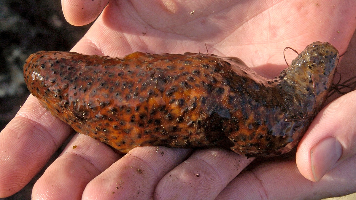 925eccbc-sea cucumber