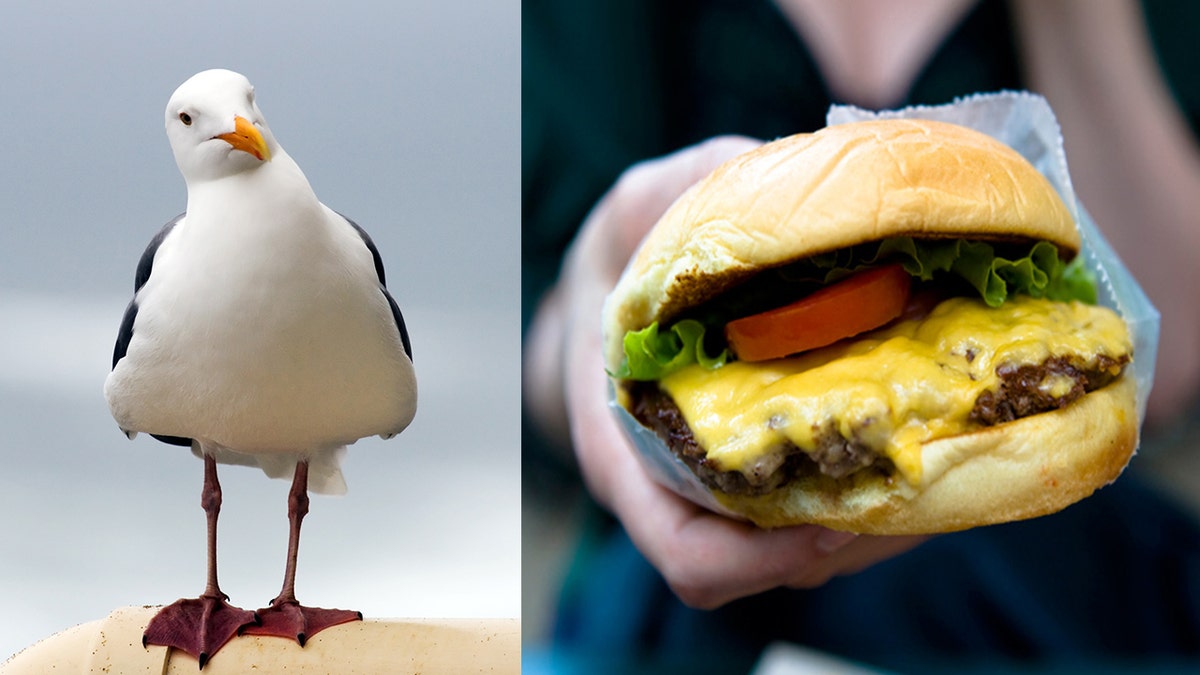 seagull burger istock