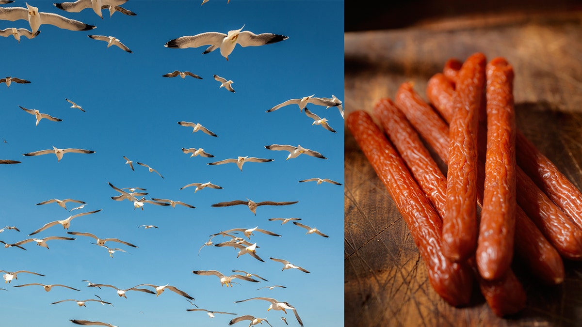 seagull pepperoni istock