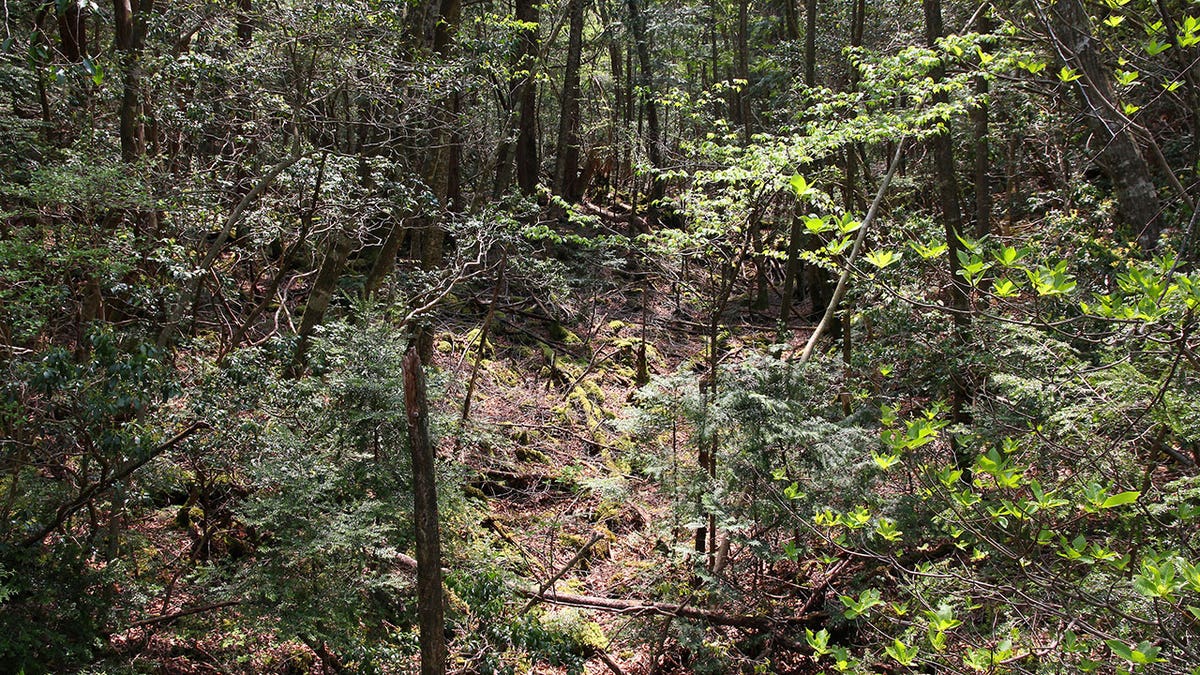 aokigahara 2 istock