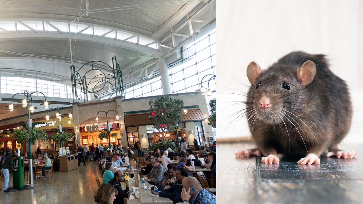 seatac airport rat istock
