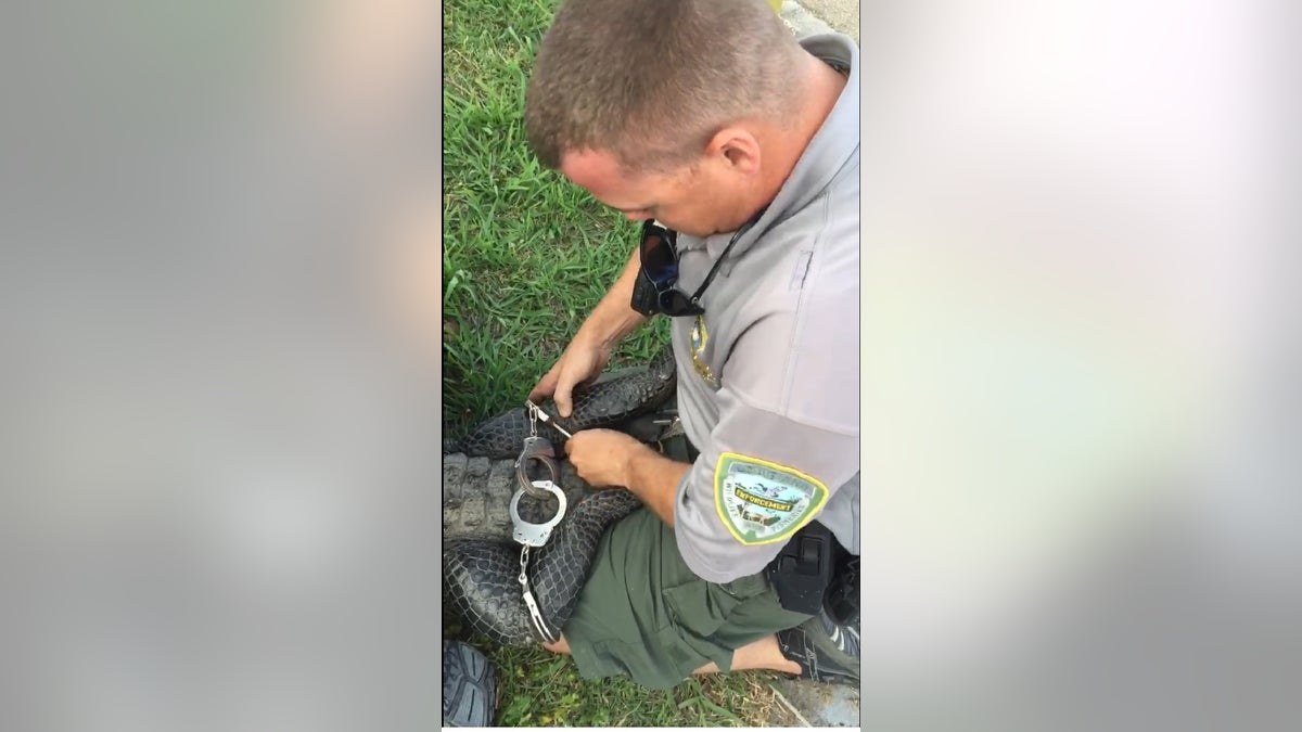 alligator in cuffs