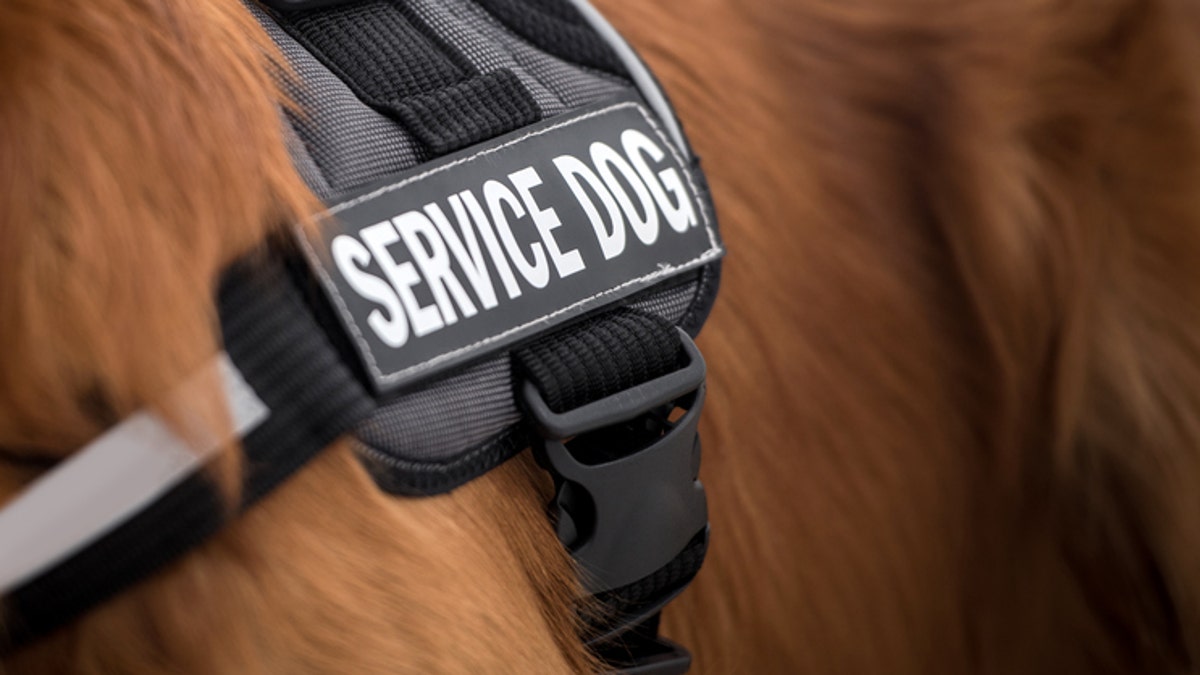 d99a445a-service dog