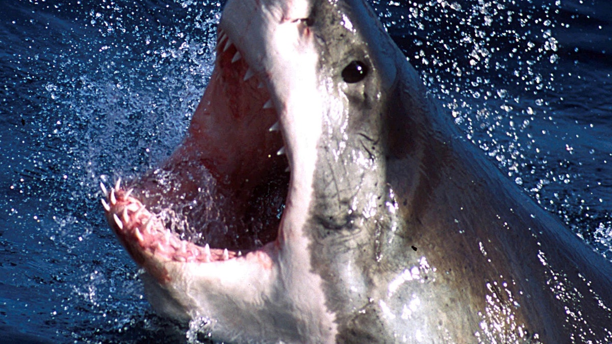 - An undated photo  - of a Great White shark which can now be repelled by a electronic shark shield. An Australian firm unveiled on March 27, 2002 an electronic shark repellant unit which when attached to swimmers legs, emits an electronic field to
??? USE ONLY     
(Credit : REUTERS/Seachangetechnolgy) - RTXL60Q