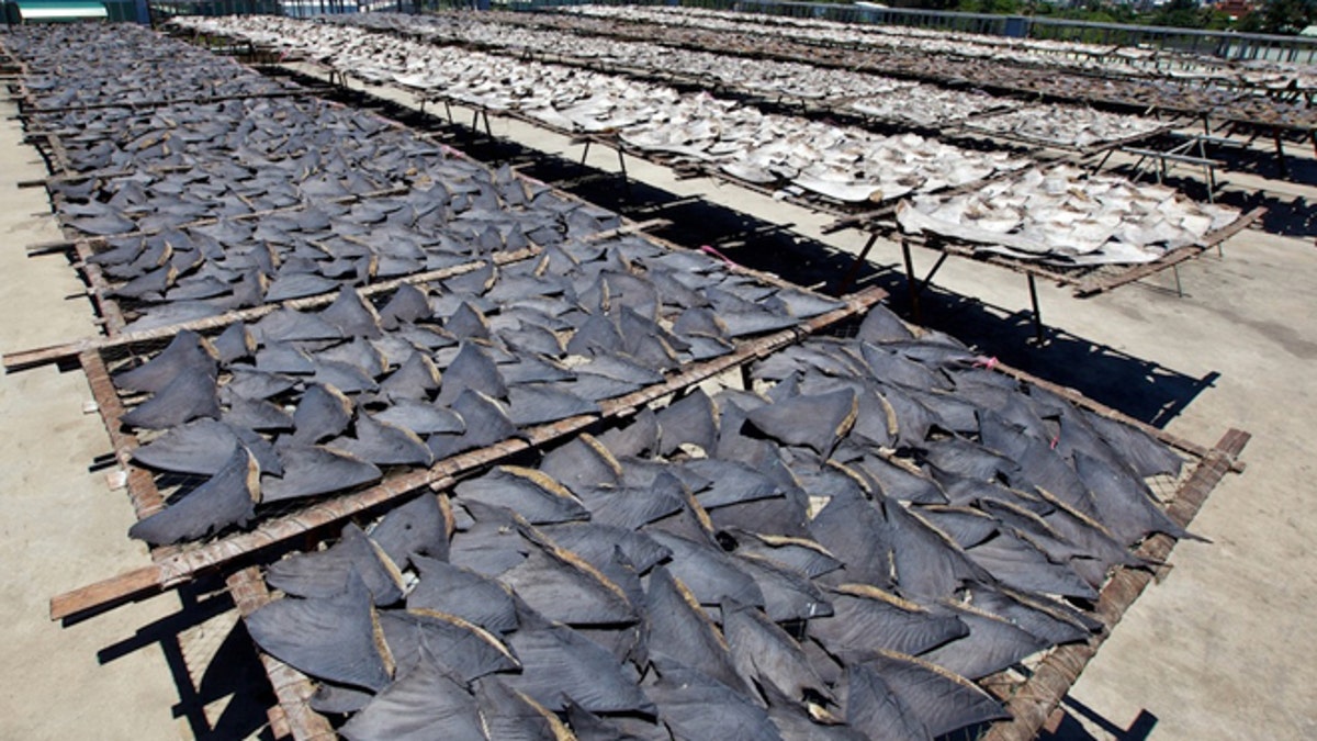 Shark fins drying in the sun in Kaohsiung before processing. 30 percent of the worlds shark species are threatened or near threatened with extinction.