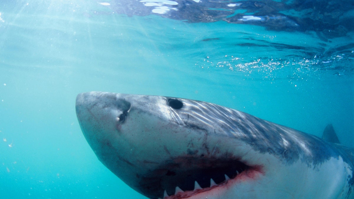 Great White Shark