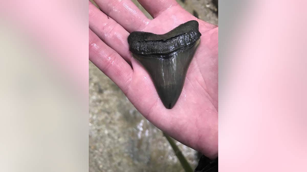 shark teeth maryland