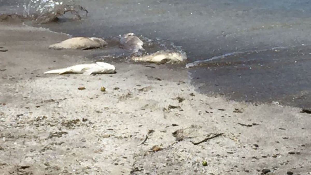 sheffield lake, dead fish