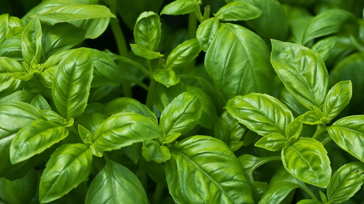 Organic Basil