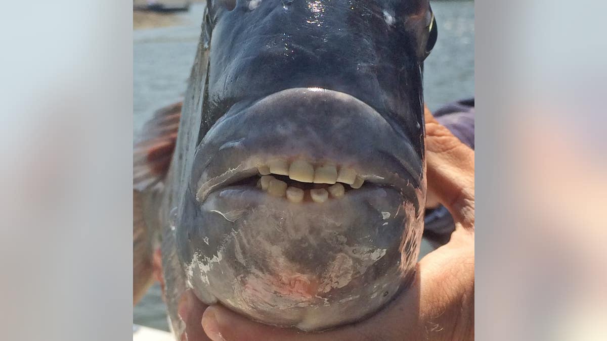 smile fish