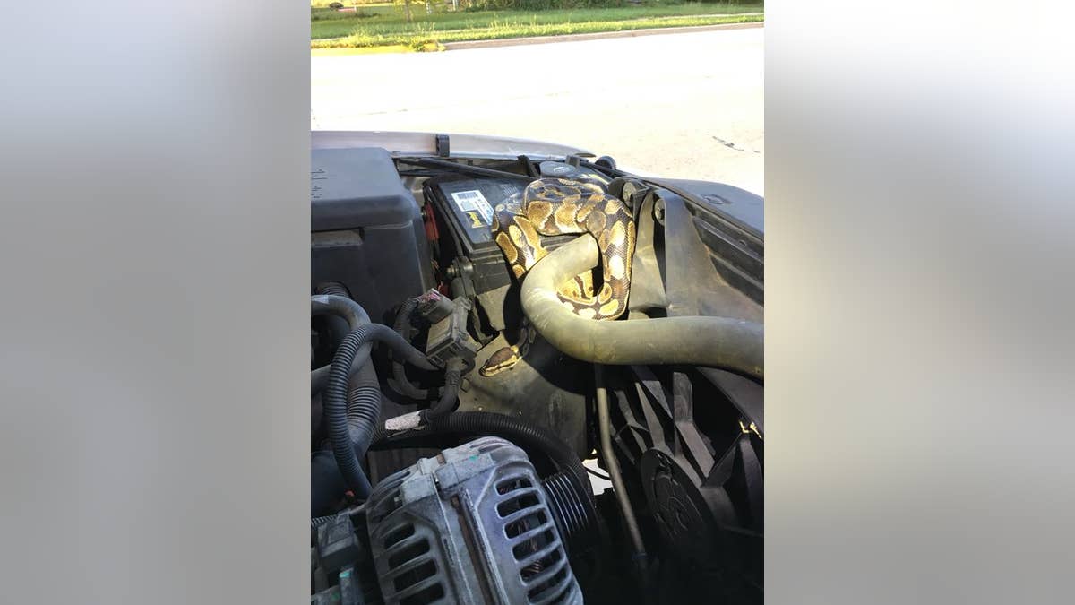 snake in car