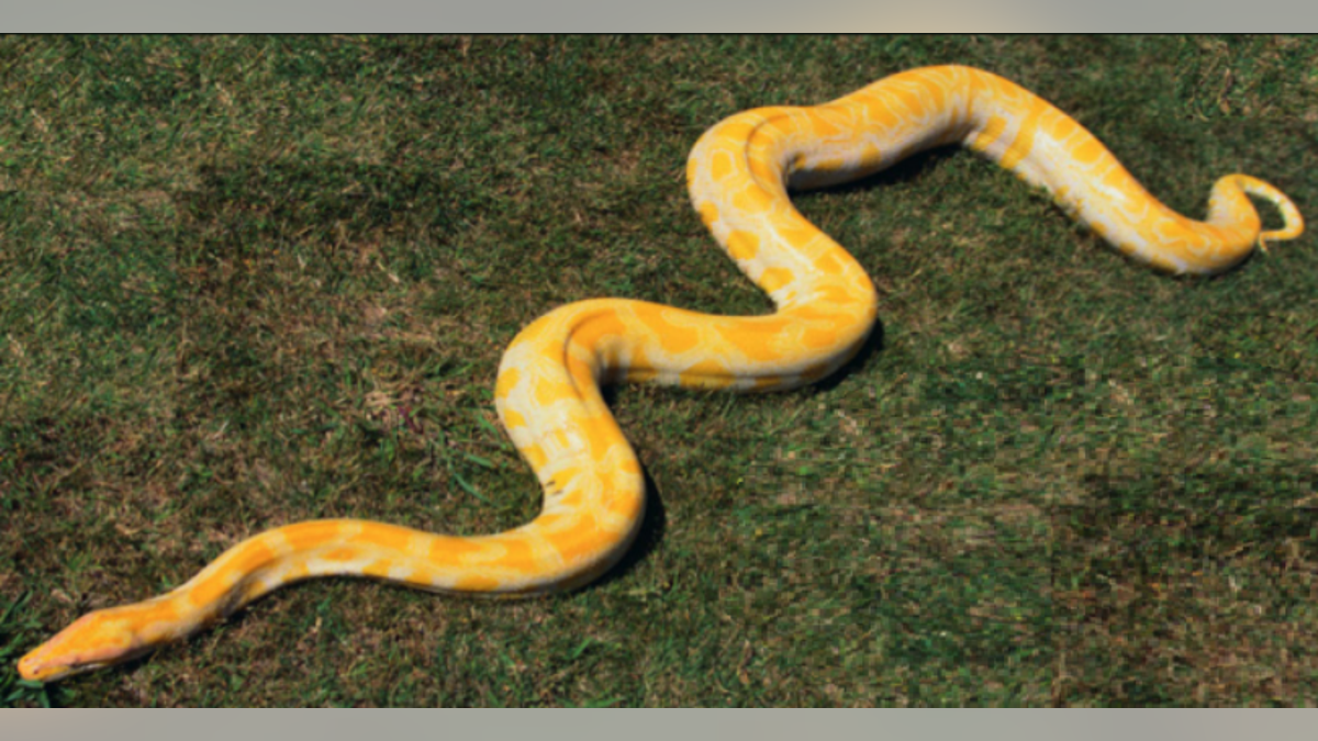 f0035616-Snake