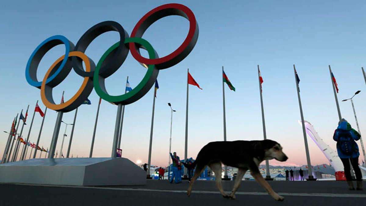 a3a11f20-Sochi Olympics Stray Dogs