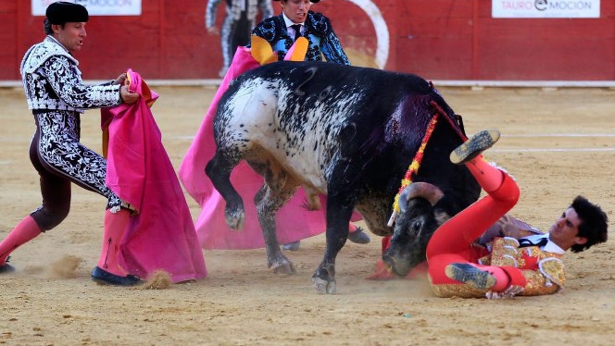 Bullfighter640