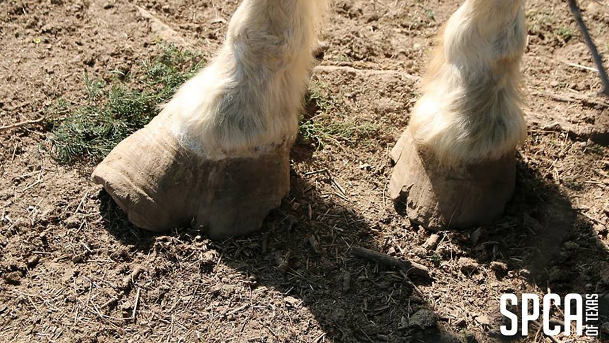 hooves