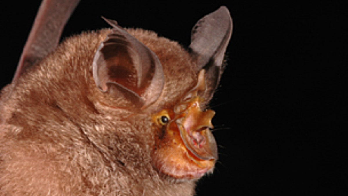 SpeciesBat