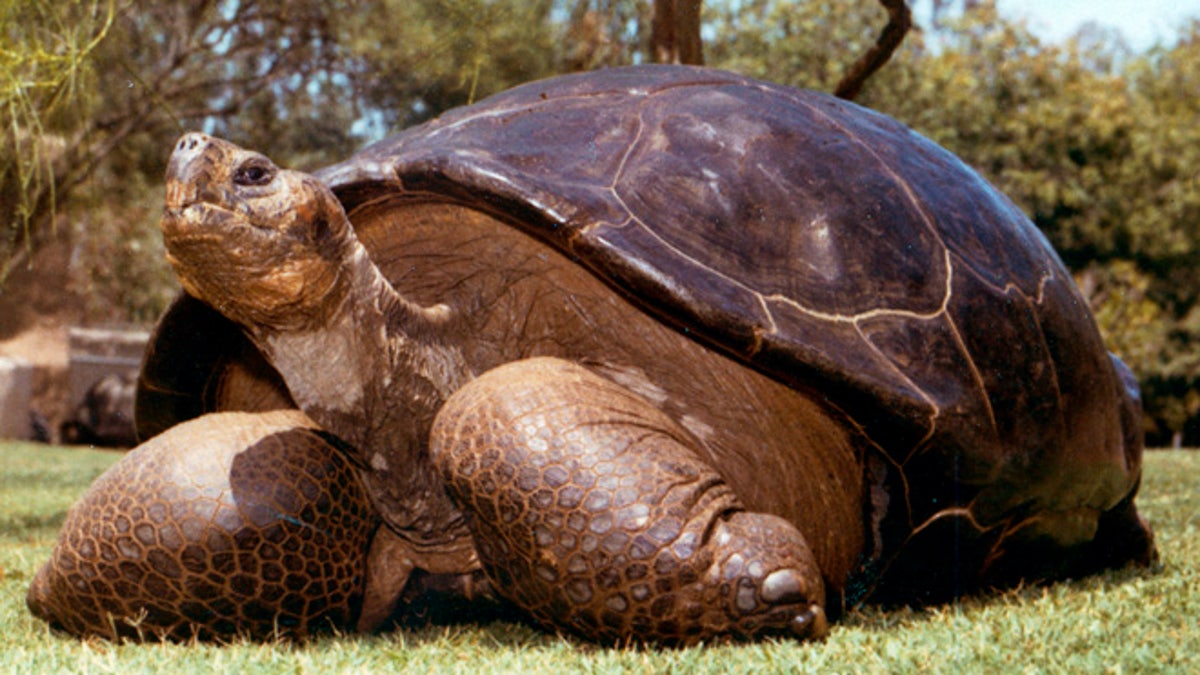 Galapagos Tortoise Dies