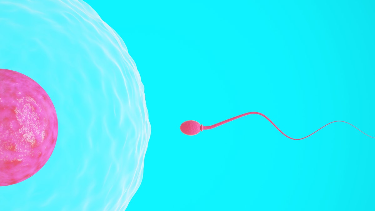 sperm swimming to egg 