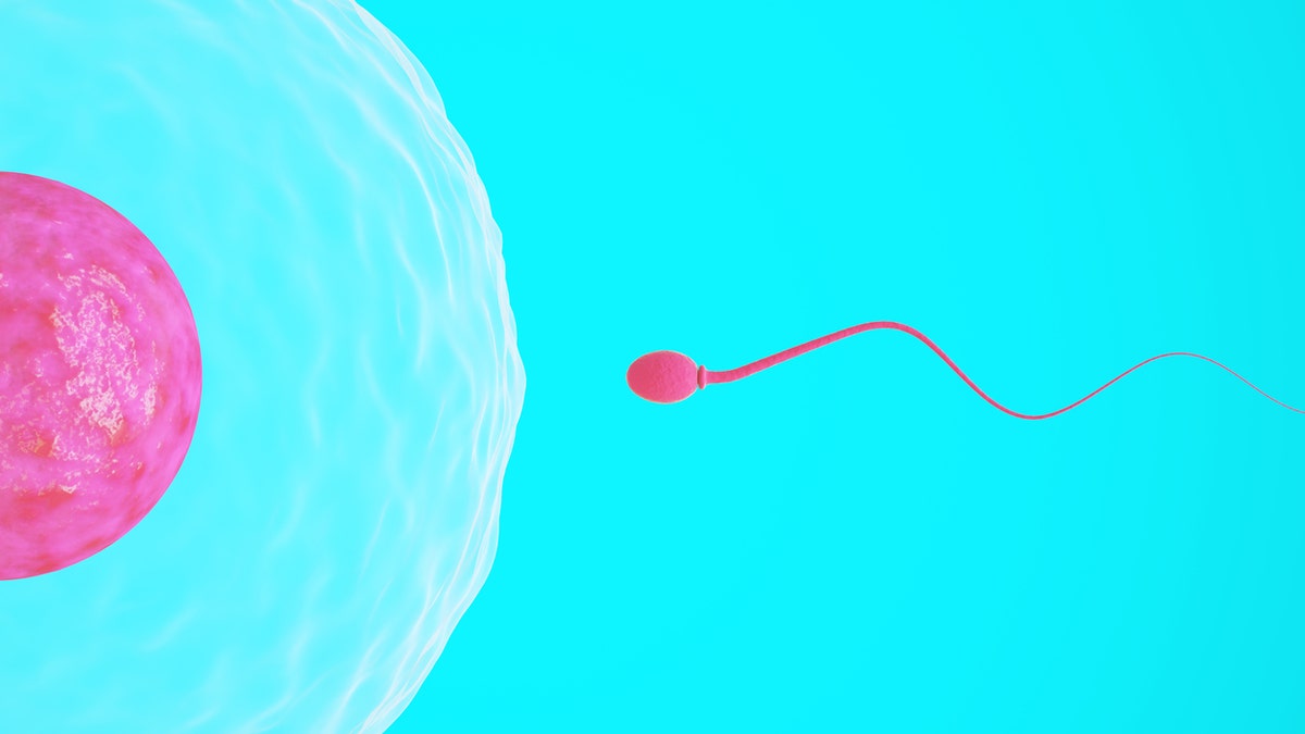 sperm swimming to egg 