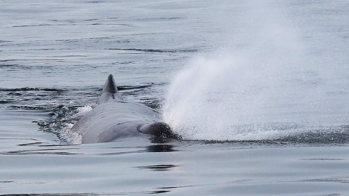 Sperm whale 3