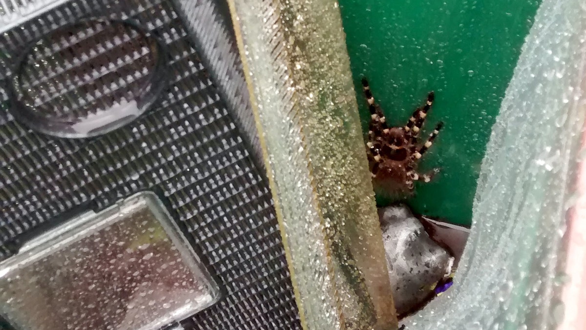 spider in trash can 2