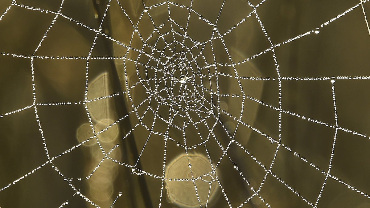 Drawing inspiration from spider webs, engineers create amazing new 'liquid  wire