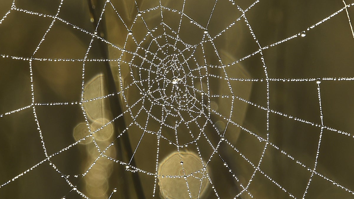 Drawing inspiration from spider webs, engineers create amazing new 'liquid  wire