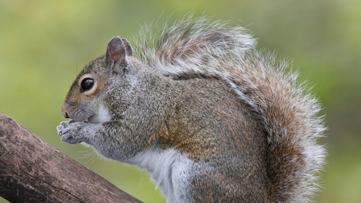 squirrel wikimedia