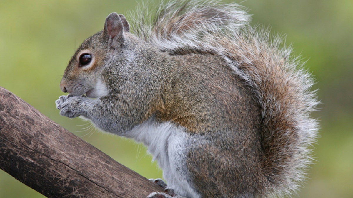 squirrel wikimedia