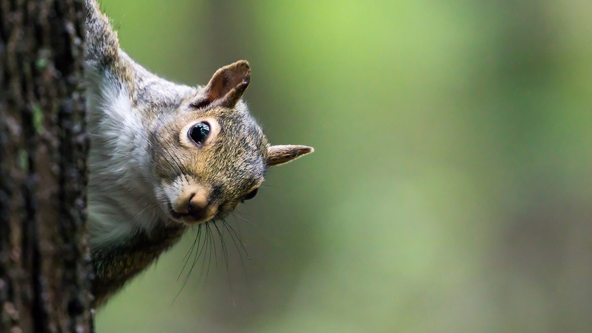 Eastern Gray Squirrel - Sciurus carolinensis, frontal closeup of this cautious squirrel peering out from behind a tree.