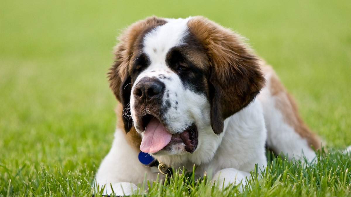 Great store dog breeds