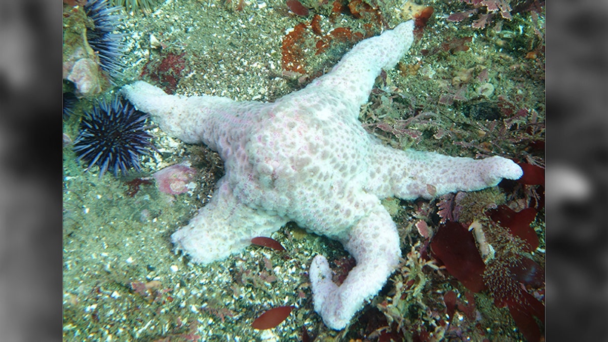 Starfish1