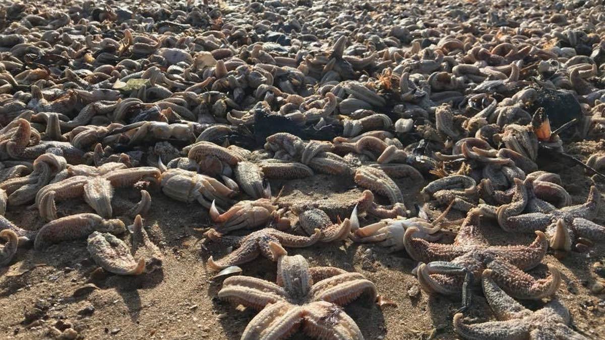 Starfish deaths