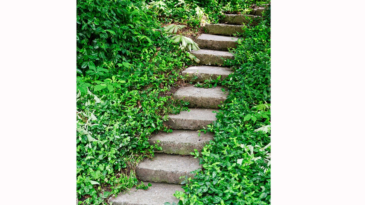 Old stone steps through thick green vegetation