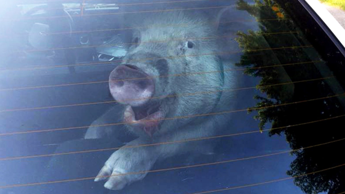 ODD Stray Pig Captured