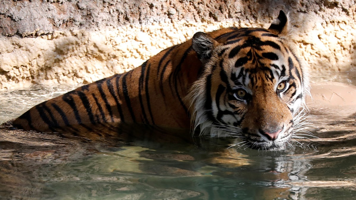 Sumatran tiger