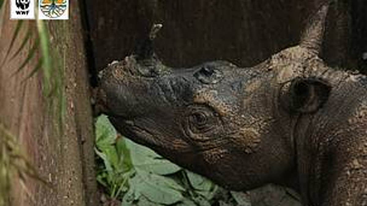 SumatranRhinoRare3