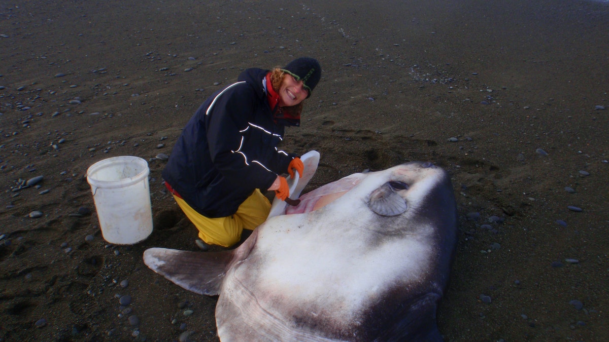 SunfishBeached